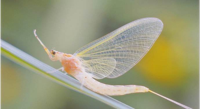 品读诗经中《曹风·蜉蝣》,解密首借蜉蝣感叹人生短暂的唯美诗歌