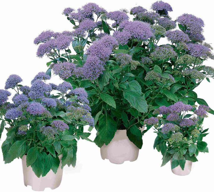 夕雾花(夕雾花:花色丰富,花香淡雅的夕雾花,美丽四季快来看看吧)