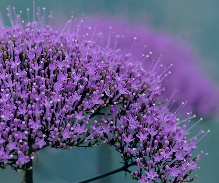 夕雾花(夕雾花:花色丰富,花香淡雅的夕雾花,美丽四季快来看看吧)