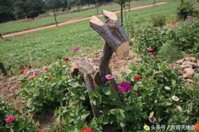 一所鼓舞人心的郑州森林学校，真人打地鼠、山坡滑梯、轮胎攀岩！