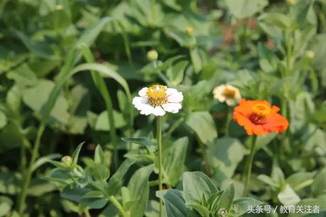 一所鼓舞人心的郑州森林学校，真人打地鼠、山坡滑梯、轮胎攀岩！