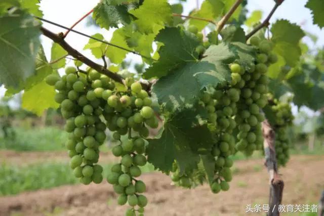 一所鼓舞人心的郑州森林学校，真人打地鼠、山坡滑梯、轮胎攀岩！