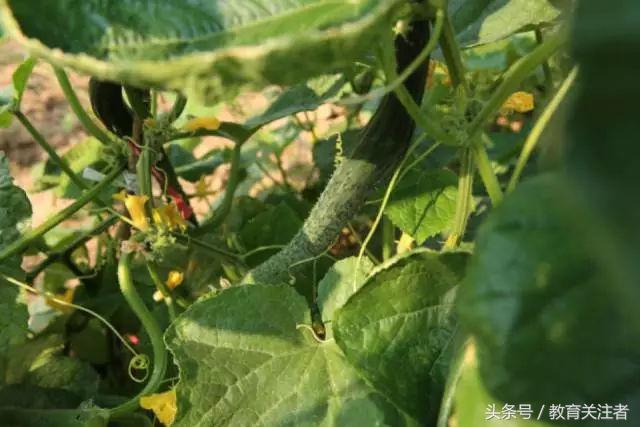 一所鼓舞人心的郑州森林学校，真人打地鼠、山坡滑梯、轮胎攀岩！