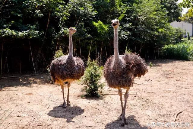 一所鼓舞人心的郑州森林学校，真人打地鼠、山坡滑梯、轮胎攀岩！