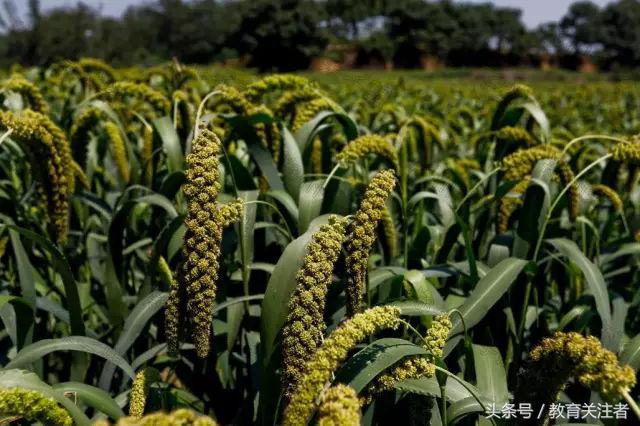 一所鼓舞人心的郑州森林学校，真人打地鼠、山坡滑梯、轮胎攀岩！