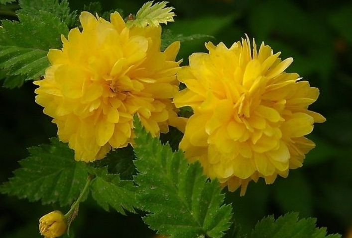 棠棣花开是什么意思棣棠花诗词