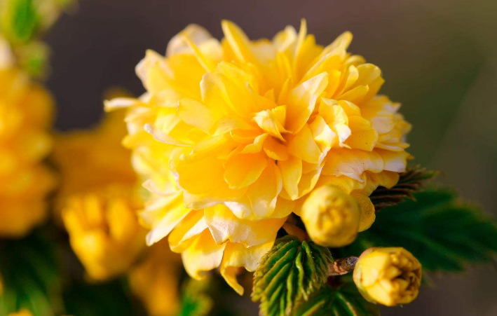 棠棣花开是什么意思棣棠花诗词