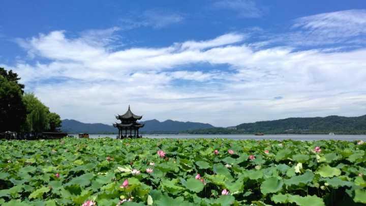 西湖播报丨别错过 荷花进入最佳观赏期