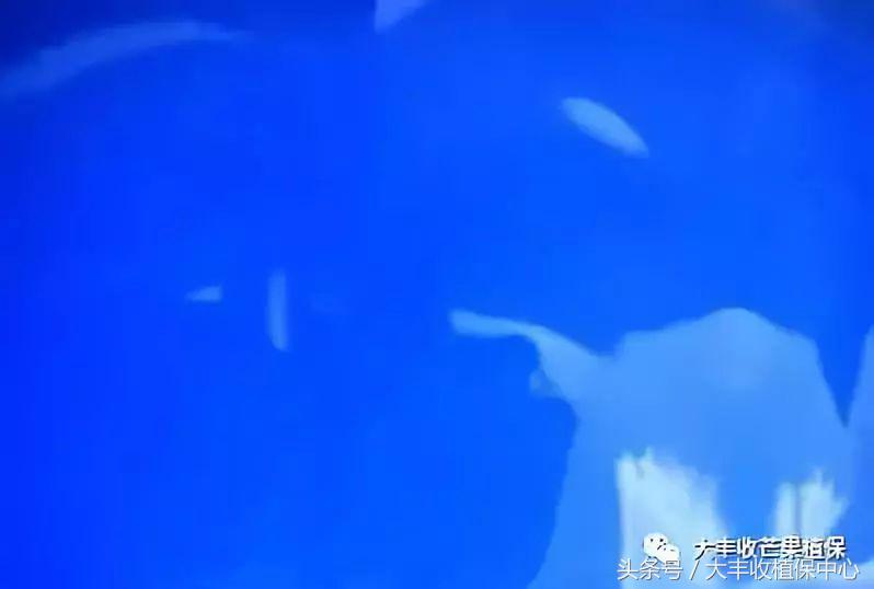 波尔多液怎样配置效果好！又该注意什么！请进~