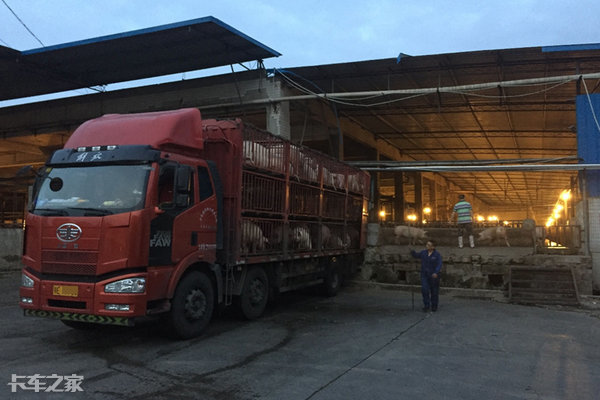 老司机从湖北拉猪去重庆,百公里油耗24升的秘密是什么?