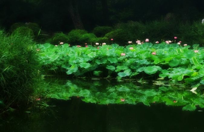 「诗词鉴赏」在池上寻找夏日的清凉