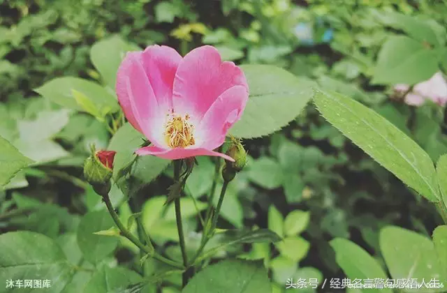 女人，一定要花心！