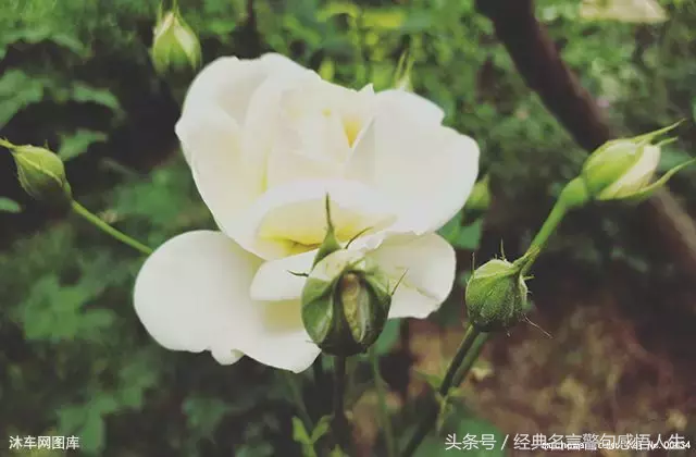 女人，一定要花心！