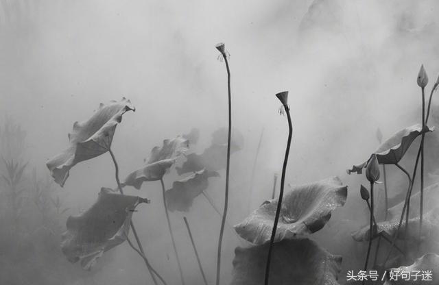 《论语》孔子经典语录，句句精辟入心，饱含人生智慧！