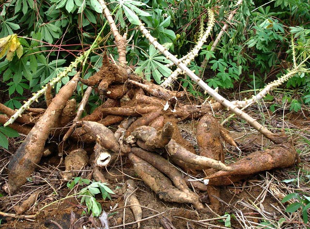 30年前,很多农民吃不饱时当主食吃的树薯,如今只能卖3毛钱一斤