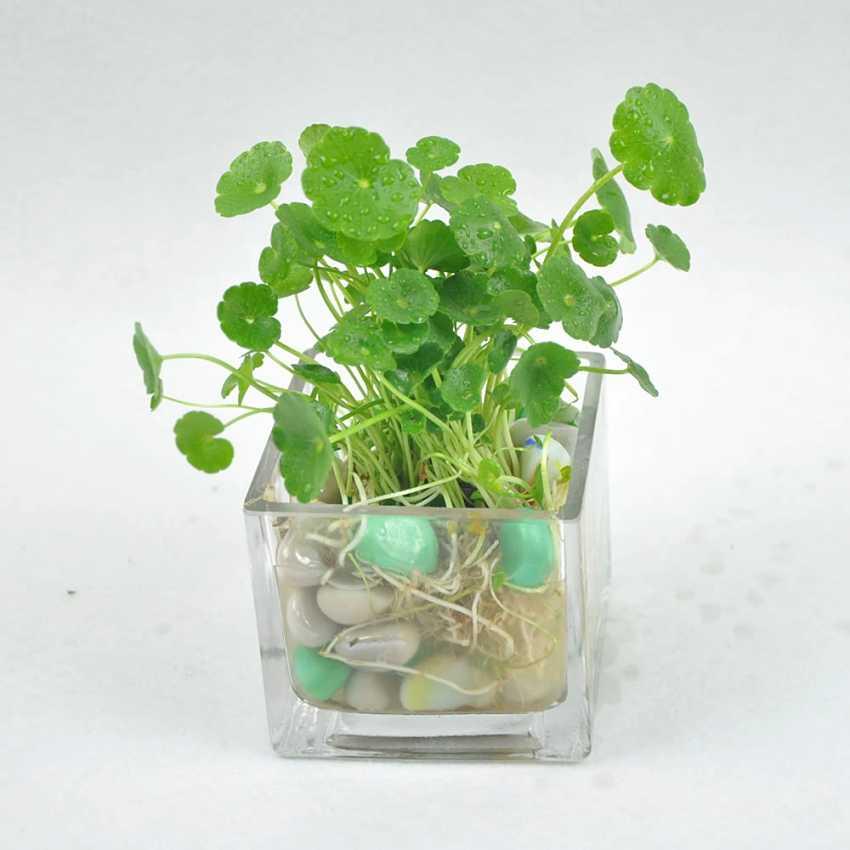 水培植物总是黄叶、烂根养不好,那么试试这几种方法吧!