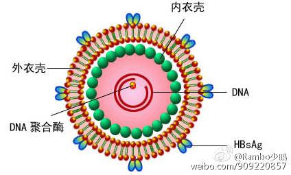 1, 首先用一个图大概地让大家对乙肝病毒有一个直观的了解回答:大家