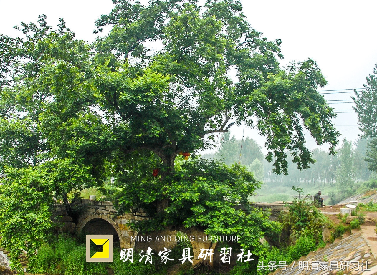 看老祖宗的工艺，三百年的桥扛起两百年的树，至今任然可以开坦克