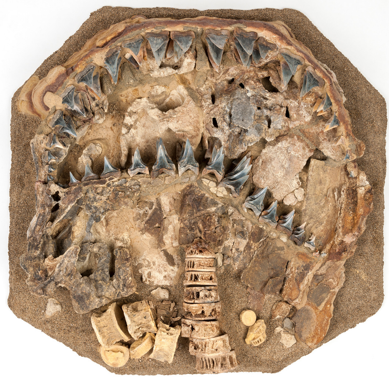 图注:史前大白鲨化石,距今约500万年巨齿鲨是已知最大的一种鲨鱼,它的