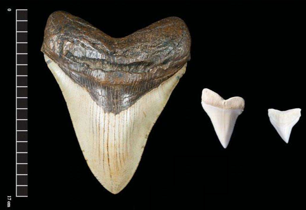 目前科学家认定的巨齿鲨牙齿最大为20厘米这样,因为人们发现并证实了