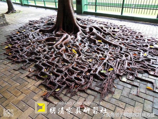 看老祖宗的工艺，三百年的桥扛起两百年的树，至今任然可以开坦克