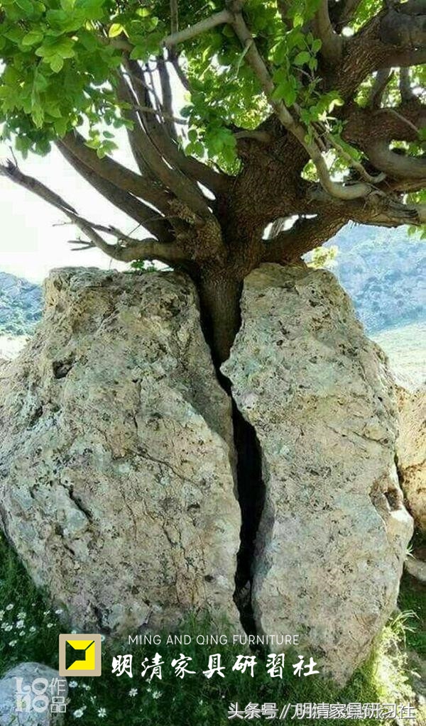 看老祖宗的工艺，三百年的桥扛起两百年的树，至今任然可以开坦克