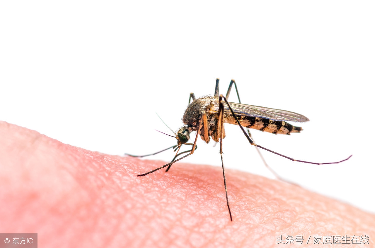 蚊虫叮咬过敏瘙痒怎么办？快速止痒方法大揭秘