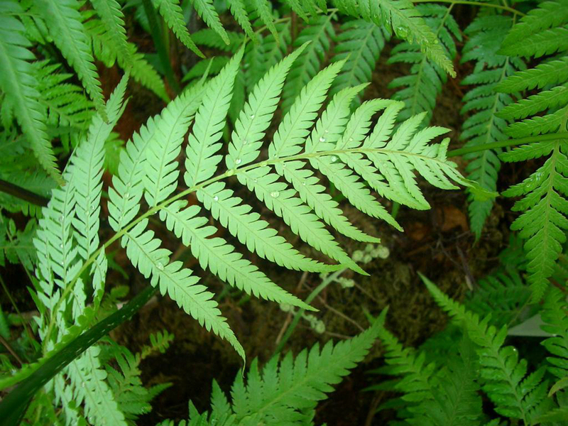 "黄毛狗"不是动物,却珍贵价值高,国家珍稀濒危植物,你认识吗