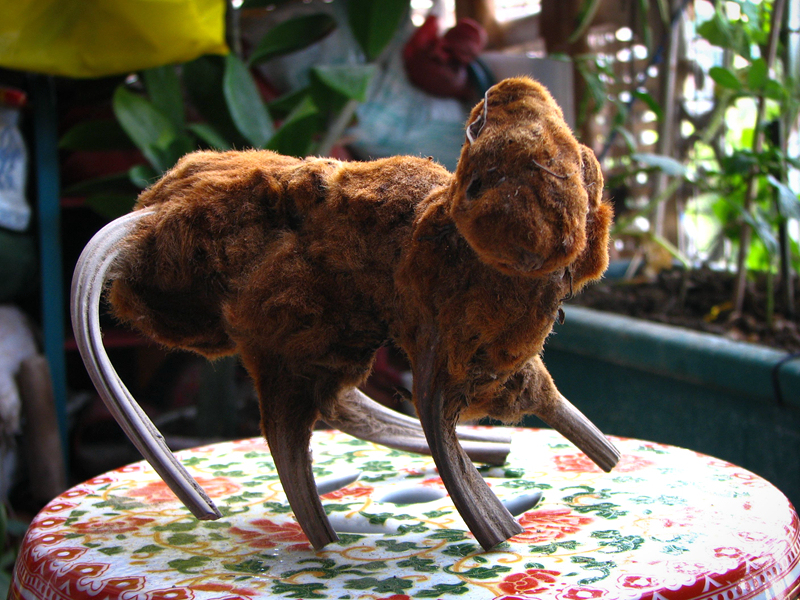 黄狗头(黄狗头植物图片)-我的快乐小窝