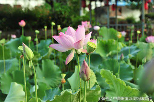 “飞花令”——湖，26句诗词名句赏绝美“湖景”