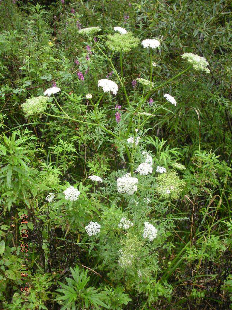 蛇床子图片功效与作用-我的快乐小窝