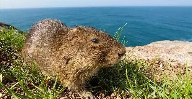 来说说荷兰猪中的实力担当——野生豚鼠