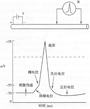 动作电位中超设值和什么有关(《生理学》动作电位)