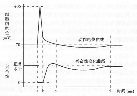 动作电位中超设值和什么有关(《生理学》动作电位)