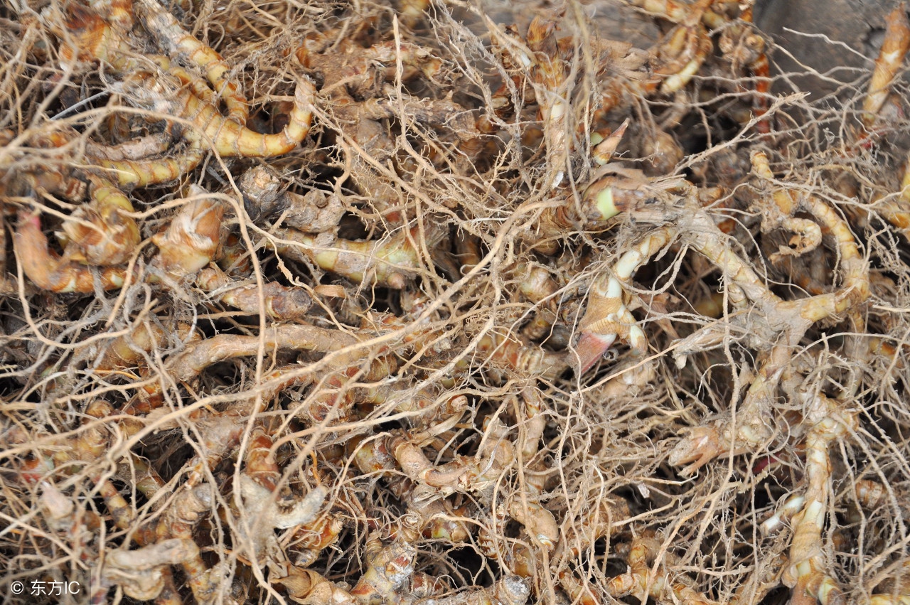 山姜苗的功效与作用_山上能种生姜吗 - 云林新闻励志网