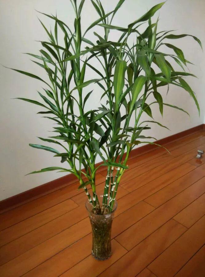这几种绿植,吸害还能蹭蹭长,堪比一台净化器!
