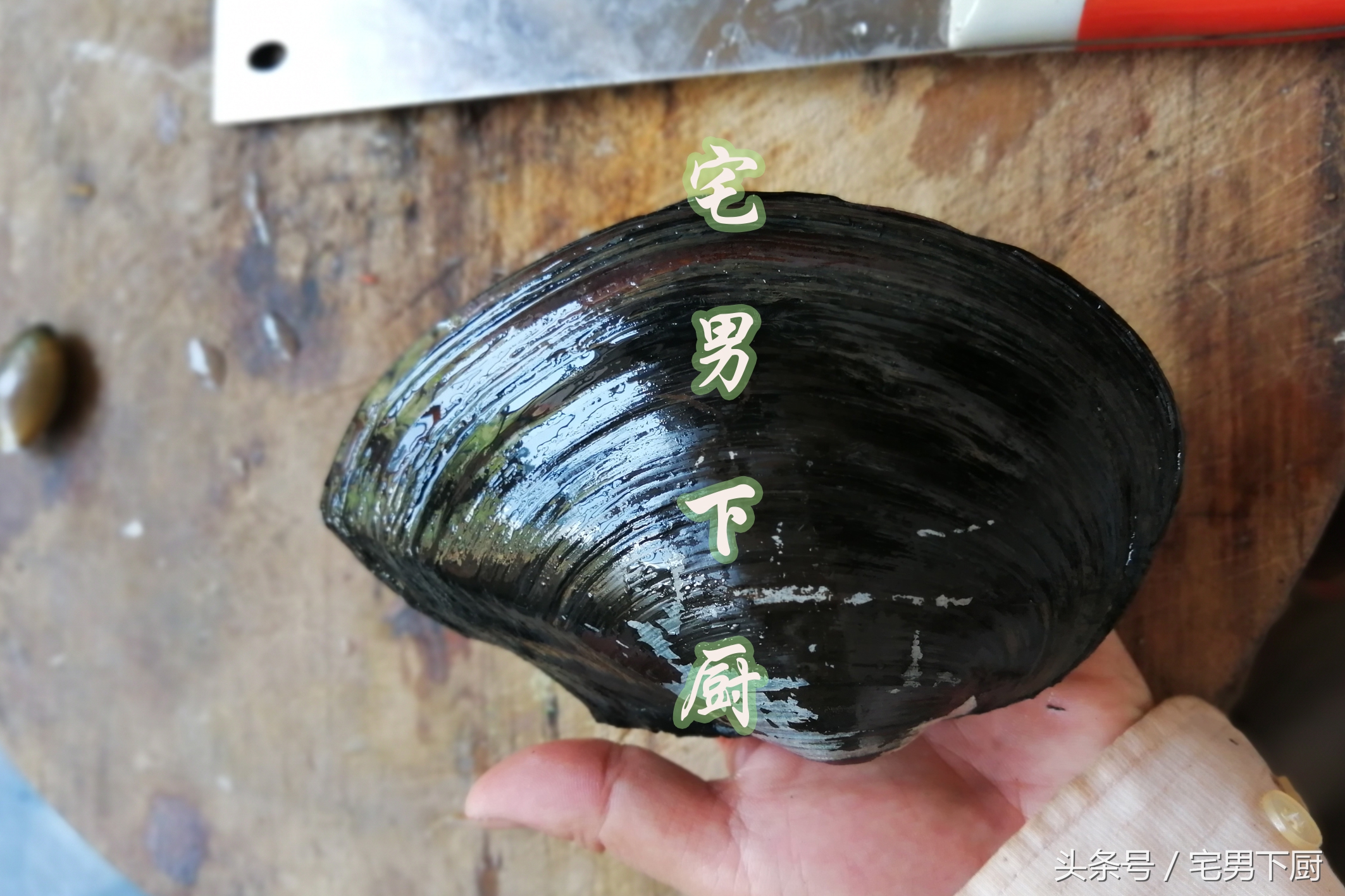 河蚌虽好吃,但不是什么部位都能吃,很多人不懂,这样做才是对的