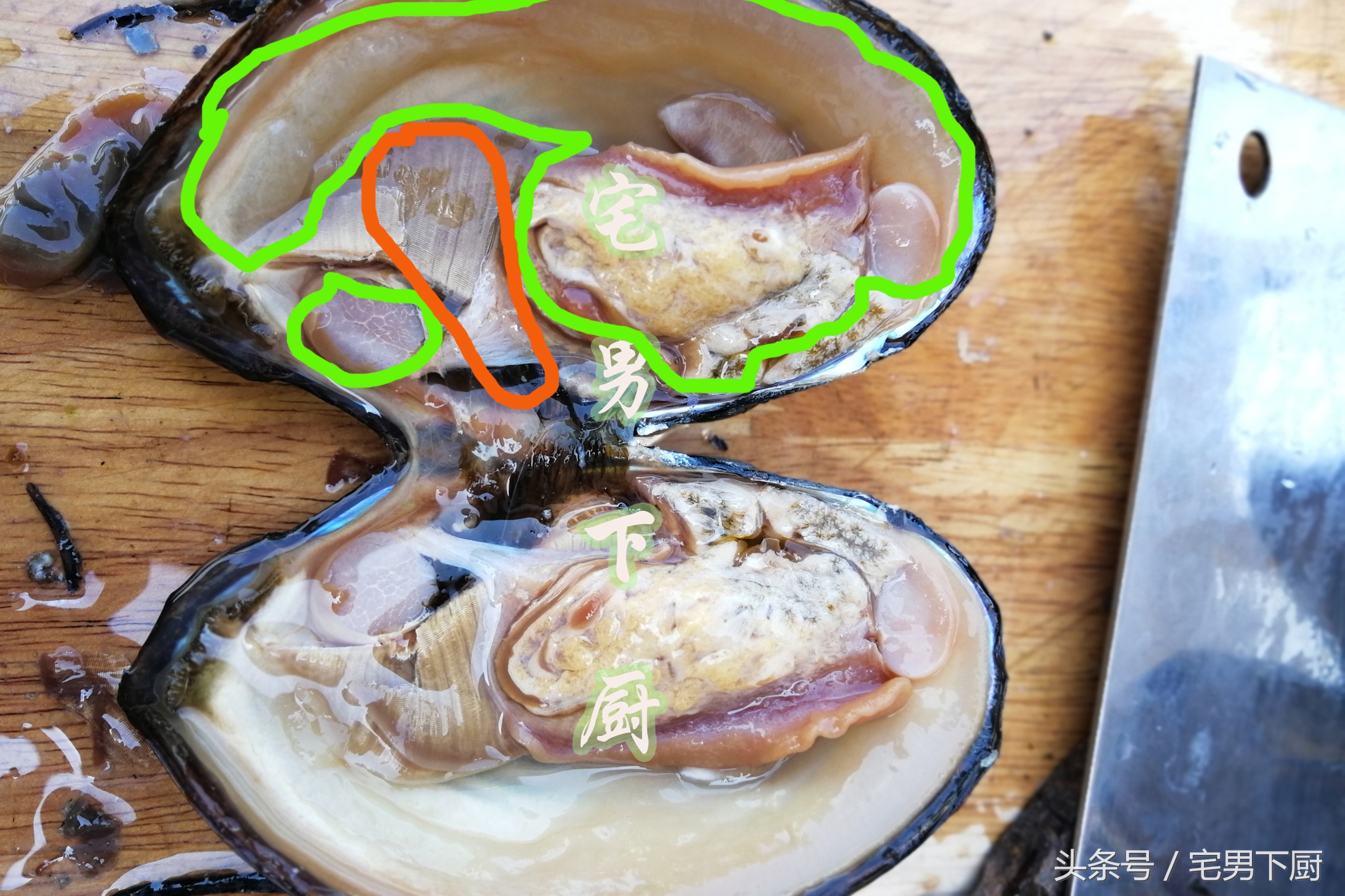 河蚌不能吃的部位图解图片