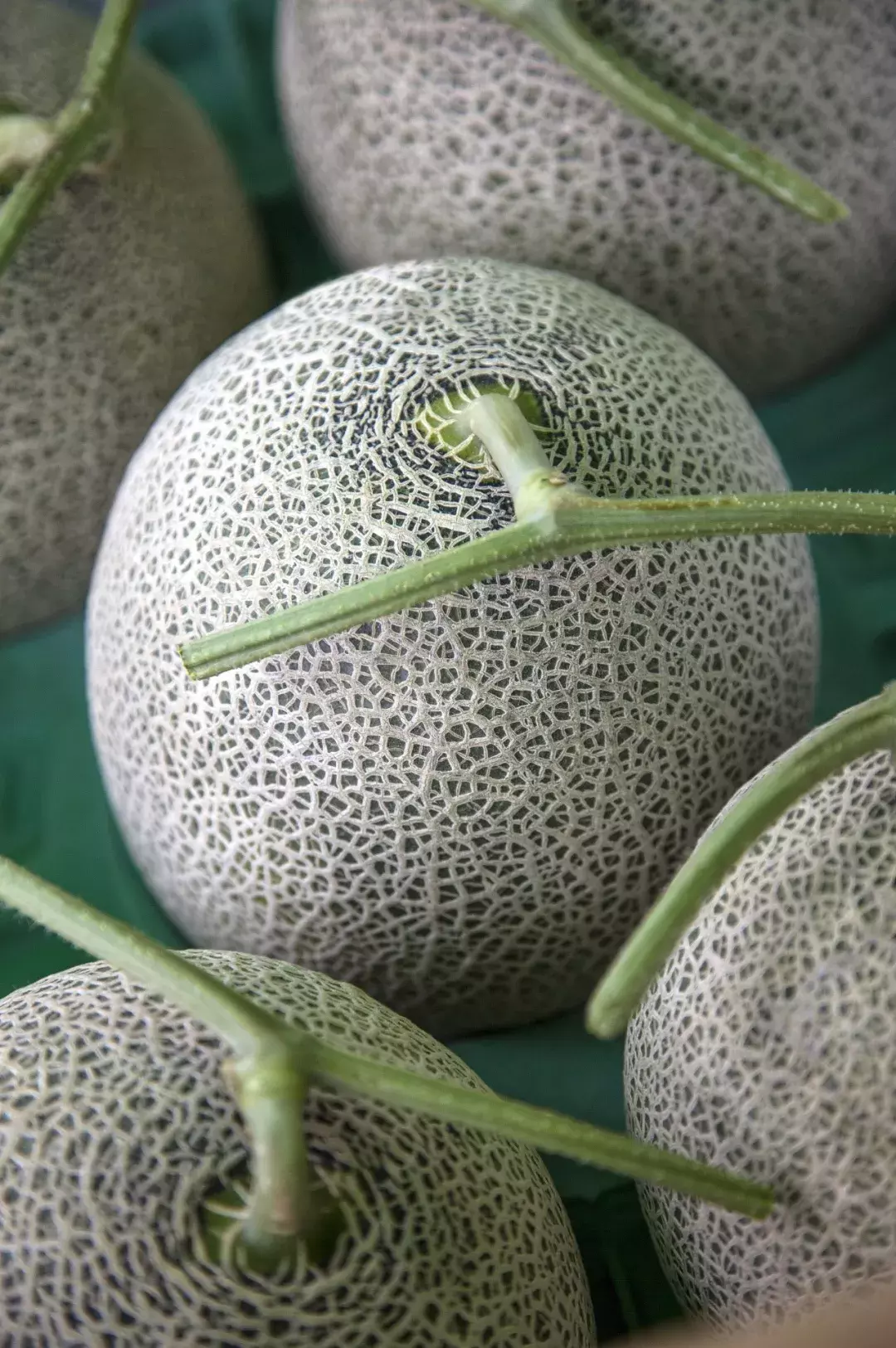 甜瓜|伊丽莎白,金蜜,白兔,京玉,鲁厚甜1号,蜜兰,流星