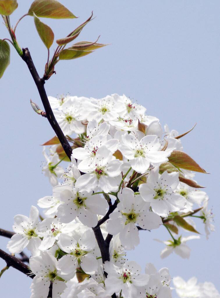 梨花的花语和象征意义（一个关于美丽而又神奇的梨花传说）