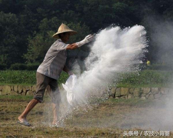 种了一辈子地，竟然不知道生石灰竟然对作物有这么大的作用！