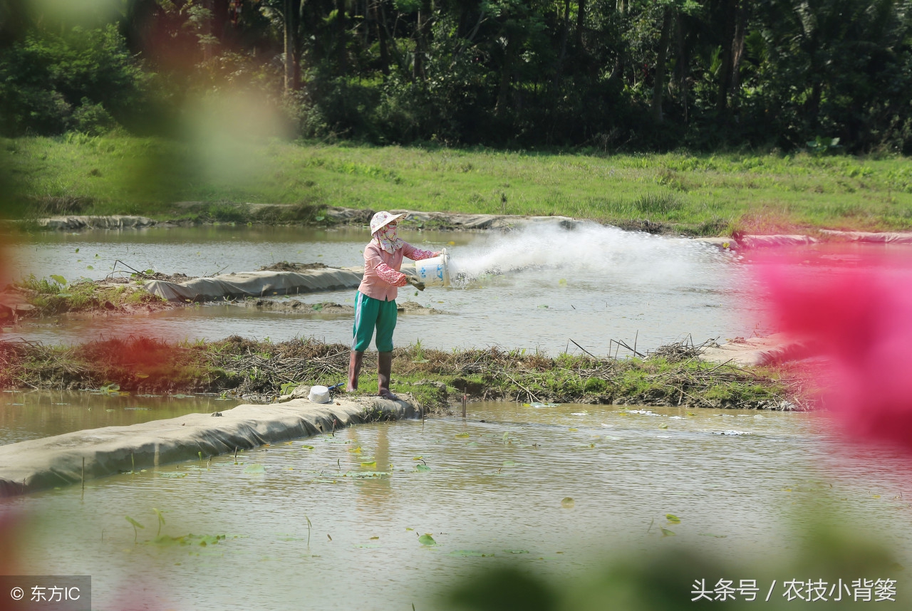 土壤酸化、根线虫、土传病害防治困难？一个方法教你巧妙解决！