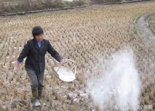 种了一辈子地，竟然不知道生石灰竟然对作物有这么大的作用！