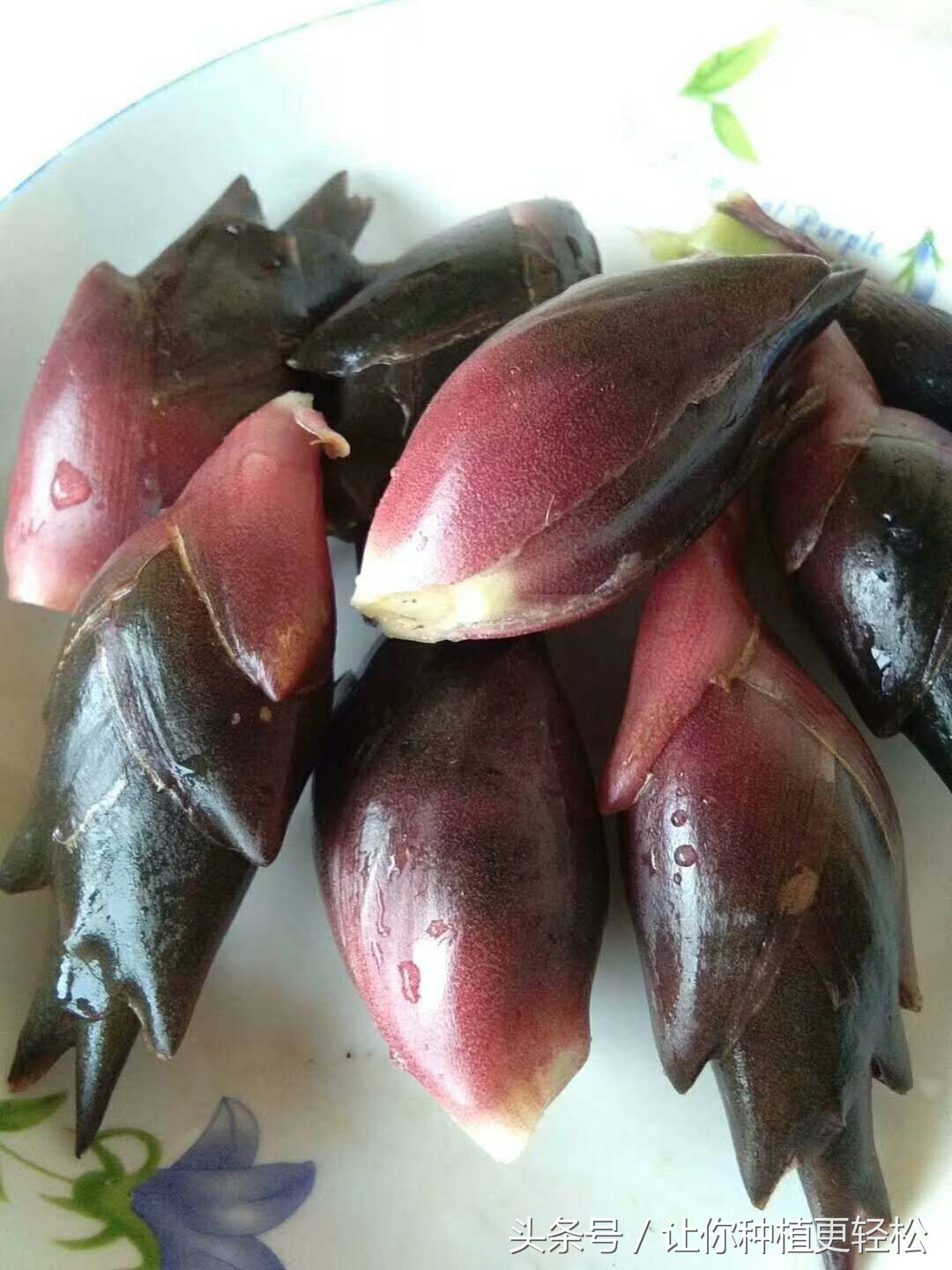 你真的认识洋火姜马?知道它有哪些功效与作用?