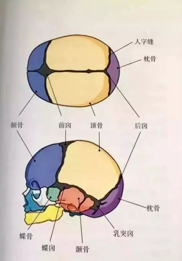 囟门可以摸吗？什么时候囟门闭合是正常？细数宝宝囟门的小秘密！