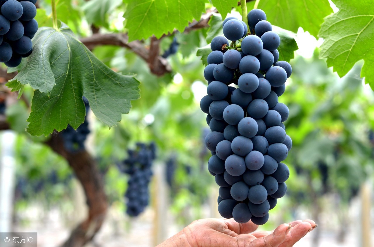 夏黑葡萄今年价格行情今天葡萄价格多少钱一斤