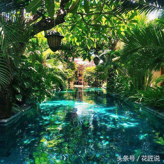 常说的天南星科植物是什么?为什么夏季很适合种植它?