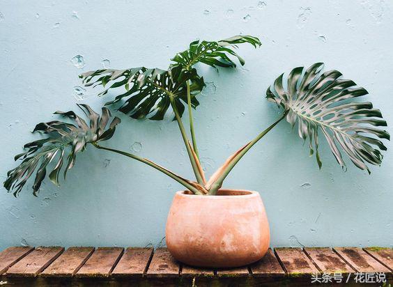 常说的天南星科植物是什么?为什么夏季很适合种植它?