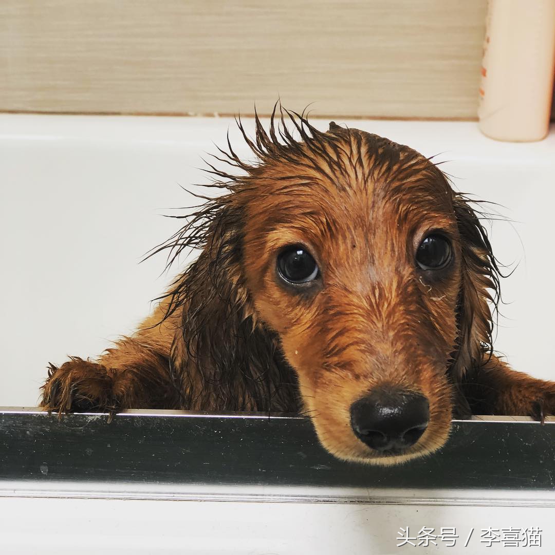 给狗狗洗澡也是一门学问，掌握这些技巧，就能在家给爱犬洗澡了