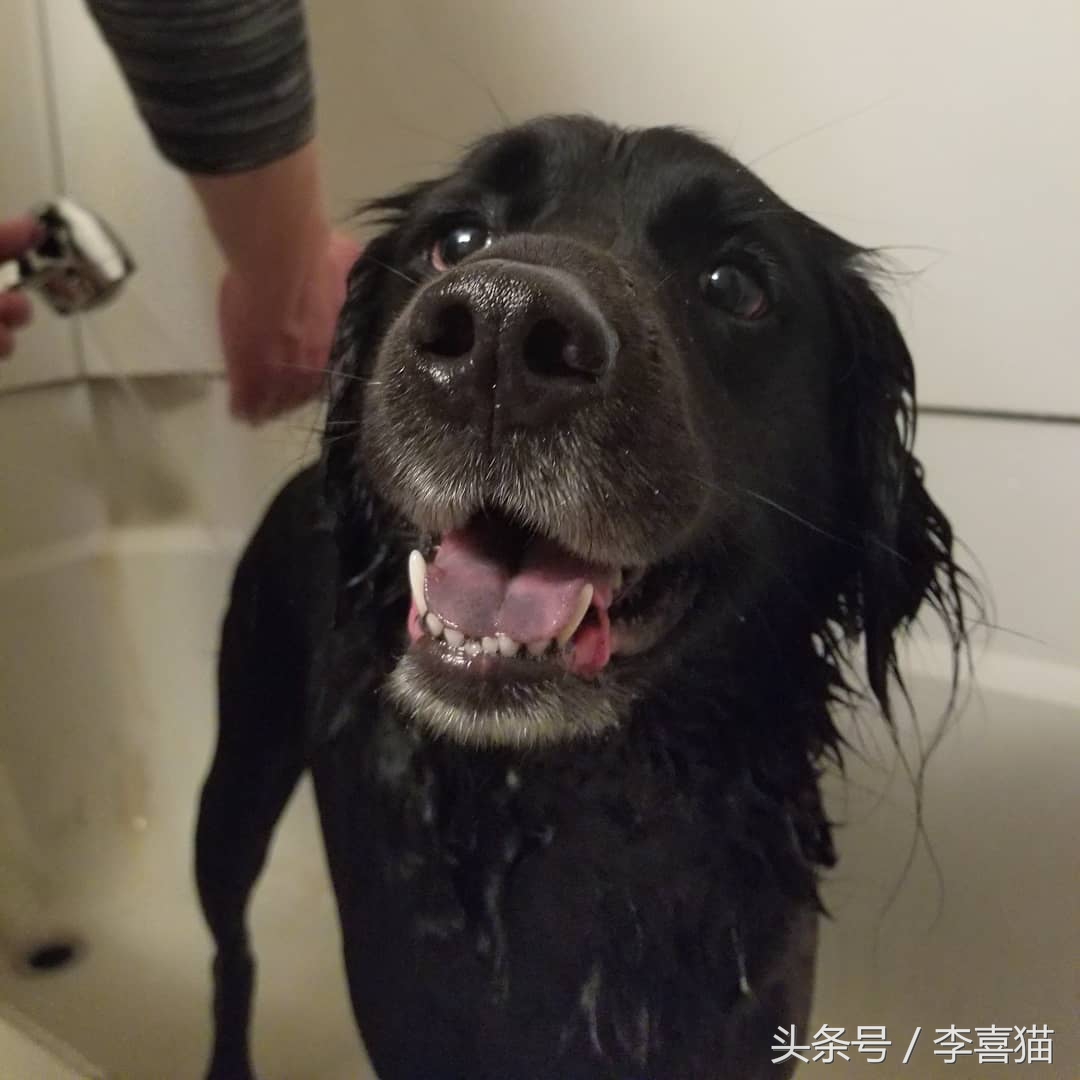 给狗狗洗澡也是一门学问，掌握这些技巧，就能在家给爱犬洗澡了